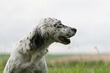 SETTER ANGLAIS 279